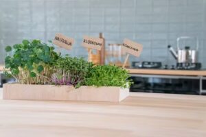 Mikrowarzywa z Warmii